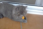 Vendo gatito persa azul y accesorios - mejor precio | unprecio.es
