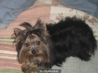 yorkshire terrier - mejor precio | unprecio.es