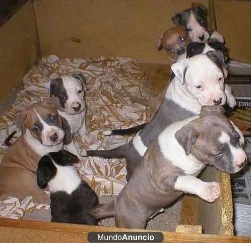 american staffordshire cachorros