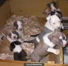 american staffordshire cachorros - mejor precio | unprecio.es