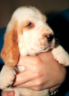 Basset Hound con pedegree - mejor precio | unprecio.es