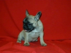 Bulldog Frances Fawn - mejor precio | unprecio.es