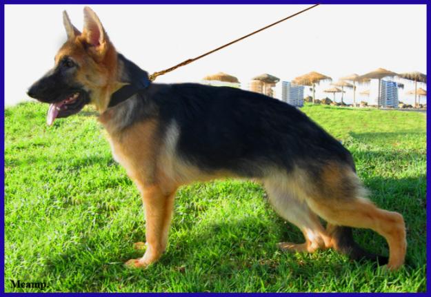 Cachorra Ceppa. de Pastor Alemán.