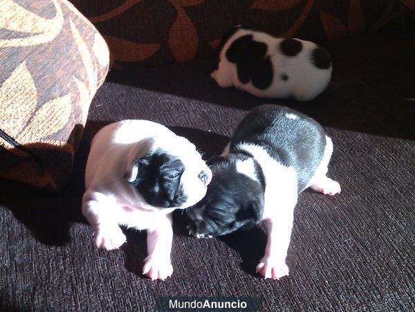 Cachorros de Bulldog Frances