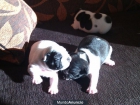 Cachorros de Bulldog Frances - mejor precio | unprecio.es