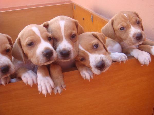 CACHORROS DE POINTER