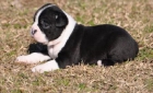 Fantasticos cachorros boston con excelente pedigree 100 euros - mejor precio | unprecio.es