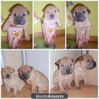 GUAPISIMOS SHARPEI EN SOLO 300E - mejor precio | unprecio.es