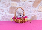 Machito Chihuahua de 2 meses - mejor precio | unprecio.es