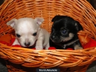 PRECIOSOS CHiHUAHUAS - mejor precio | unprecio.es