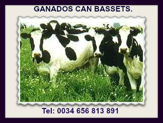 Vendo vacas lecheras frisonas