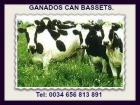 Vendo vacas lecheras frisonas - mejor precio | unprecio.es