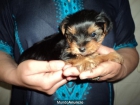 yorkshire terrier - mejor precio | unprecio.es