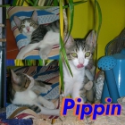 Pippin.Un pequeño pillo en adopción - mejor precio | unprecio.es