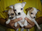 CACHORROS DIPONIBLES VARIAS RAZAS - OFERTA - MADRID - mejor precio | unprecio.es