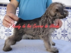 Excelente camada de schnauzer miniatura sal y pimienta - mejor precio | unprecio.es