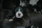 VENDO EXCELENTE CAMADA AMERICAN PIT BULL - mejor precio | unprecio.es