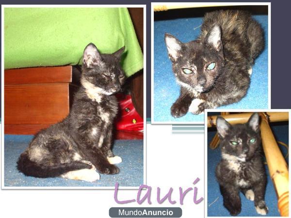 Lauri, pequeña gatita busca adopcion
