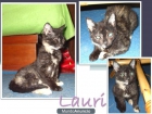 Lauri, pequeña gatita busca adopcion - mejor precio | unprecio.es