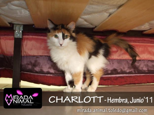 Gatos - Gatitos en adopción
