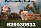 Bichon Maltes mini, pedigree y calidad desde 280€ - mejor precio | unprecio.es