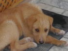 BRUNO, cachorro de ojos preciosos - 3 meses - mejor precio | unprecio.es