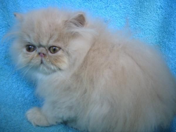 GATOS PERSAS E HIMALAYOS