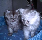 persa gatito - mejor precio | unprecio.es