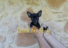Preciosa Chihuahua Negra - mejor precio | unprecio.es
