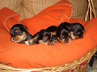 Se vende camada yorkshire terrier "toy" - mejor precio | unprecio.es