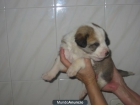 Super cachorros de mastin. - mejor precio | unprecio.es