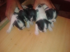 vendo bulldog frances - mejor precio | unprecio.es