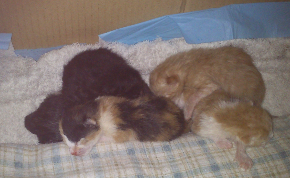 5 gatitos recien nacidos, pueden reservarse para ser adoptados