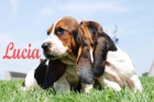Basset hound a un precio  increibles - mejor precio | unprecio.es