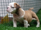 Cachorritas , de Bulldog Ingles - mejor precio | unprecio.es