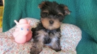 CACHORRITOS YORKSHIRE TERRIER - mejor precio | unprecio.es