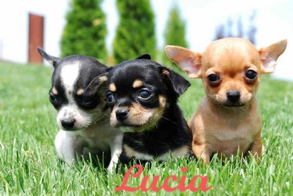 Cachorros de Chihuahua,economicos