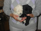 Caniche enano,hembra,color negro,pedigree.400 Eur. - mejor precio | unprecio.es