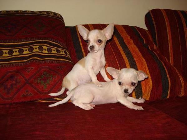 Chihuahua minitoy Drives