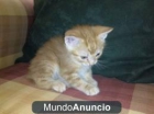 gatitos naranjas todo un regalo 680 16 11 15 - mejor precio | unprecio.es