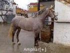 IMPRESIONANTE CABALLO ANDALUZ MUY BIEN DOMADO - mejor precio | unprecio.es