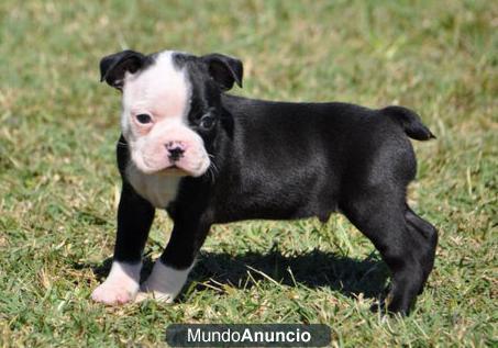 Regalo Boston Terrier