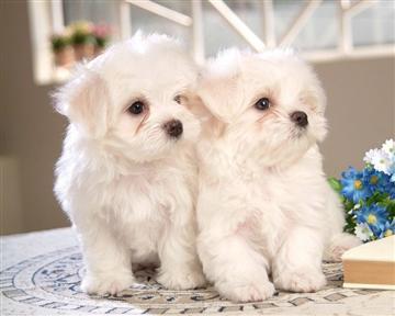 Regalos Male Maltese Puppies