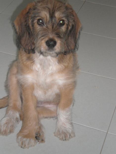 se regala perrita de 2 meses
