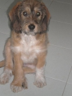 se regala perrita de 2 meses - mejor precio | unprecio.es