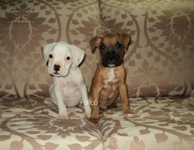 Boxer cachorro... leonado