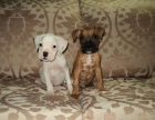 Boxer cachorro... leonado - mejor precio | unprecio.es