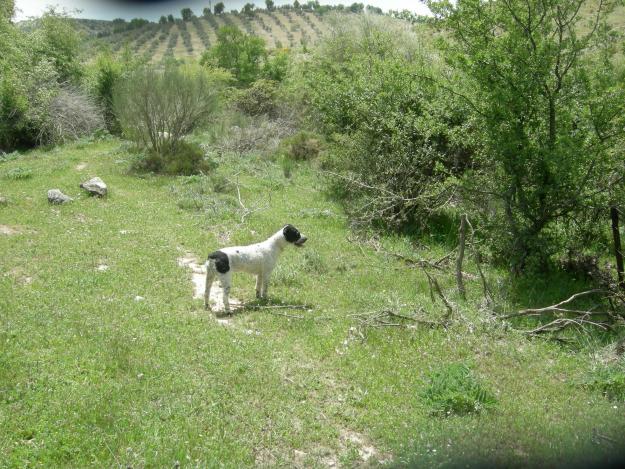 busco perra de agua española para montar en la zona de granada,