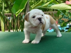 Camada De Bulldog Ingles - mejor precio | unprecio.es