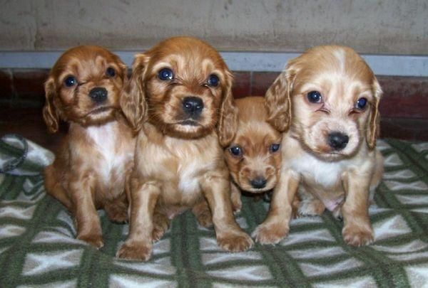cocker ingles gran pureza por 250 euros